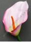 ***Калла Белокрыльник 10см без пестика (роз крас гол фиол оран) (пестик см 2202,2212c)